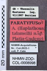 Etiketten zu Athous talamellii (NHMW-ZOO-COL-0008998)